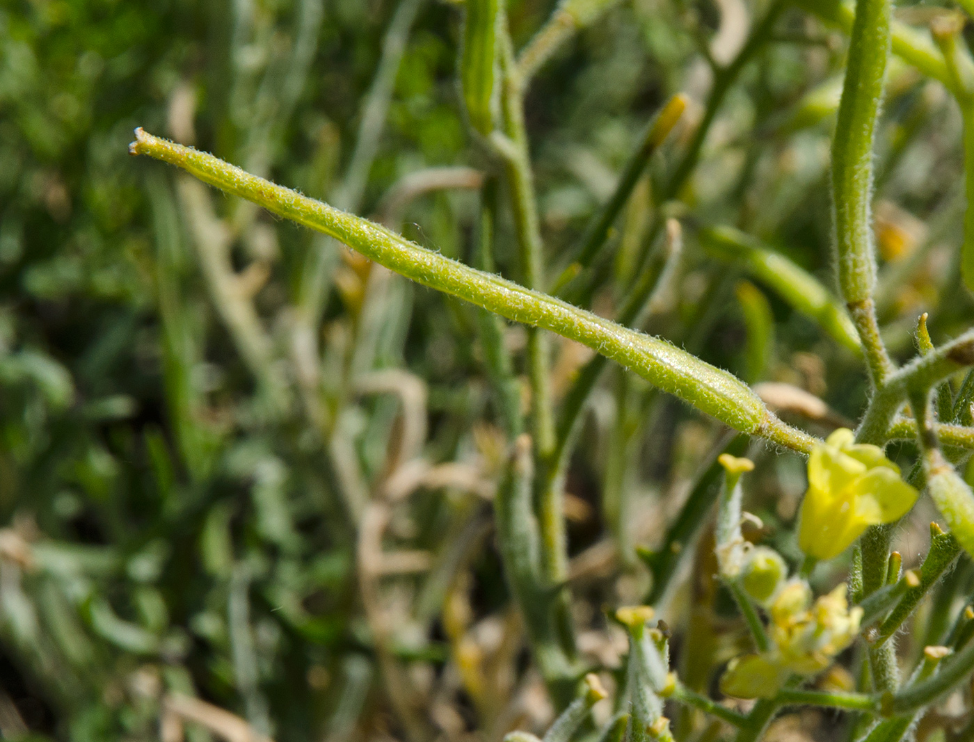 Изображение особи Sterigmostemum caspicum.