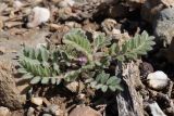 Astragalus sinaicus. Цветущее растение. Крым, окр. Балаклавы, можжевеловое редколесье. 13.04.2025.