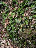 Hedera colchica. Побеги вегетирующих растений. Краснодарский край, Сочи, Адлерский р-н, горнолыжный курорт \"Роза Хутор\", широколиственный лес, под деревьями. 12.03.2025.