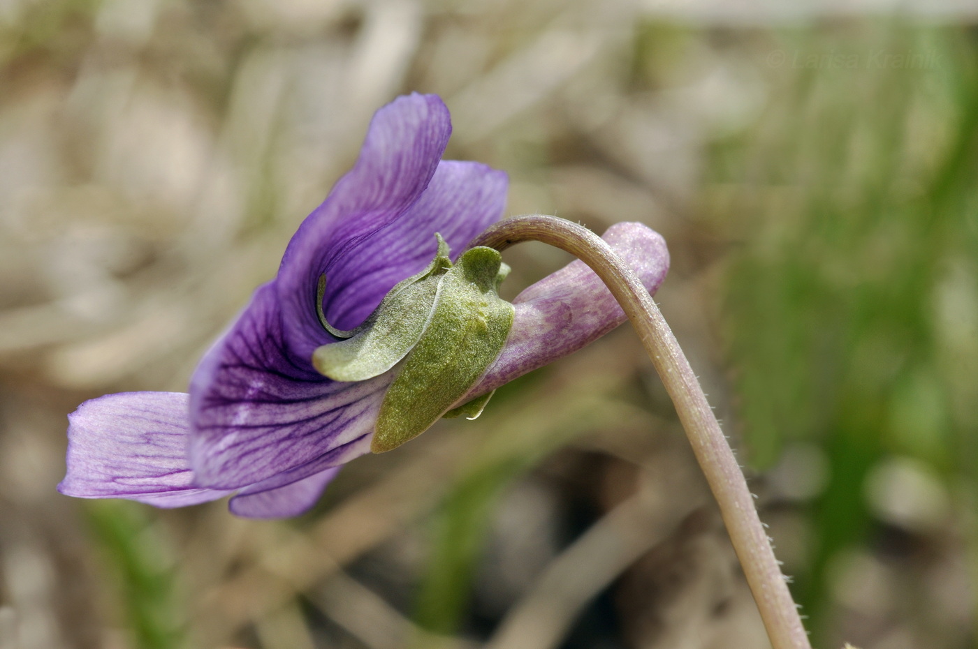 Image of Viola dissecta specimen.