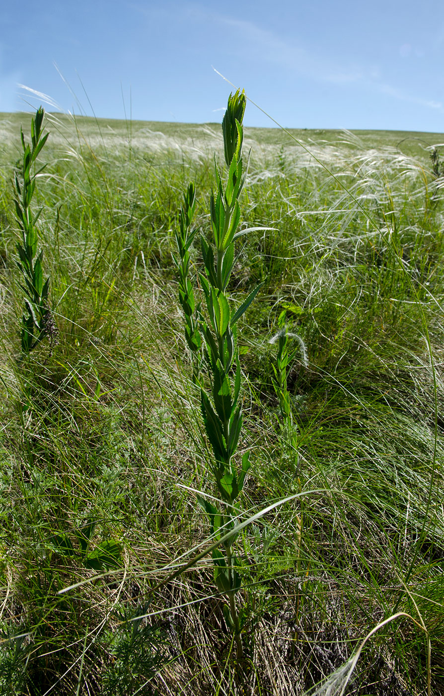 Image of Veronica spuria specimen.