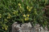 род Scutellaria