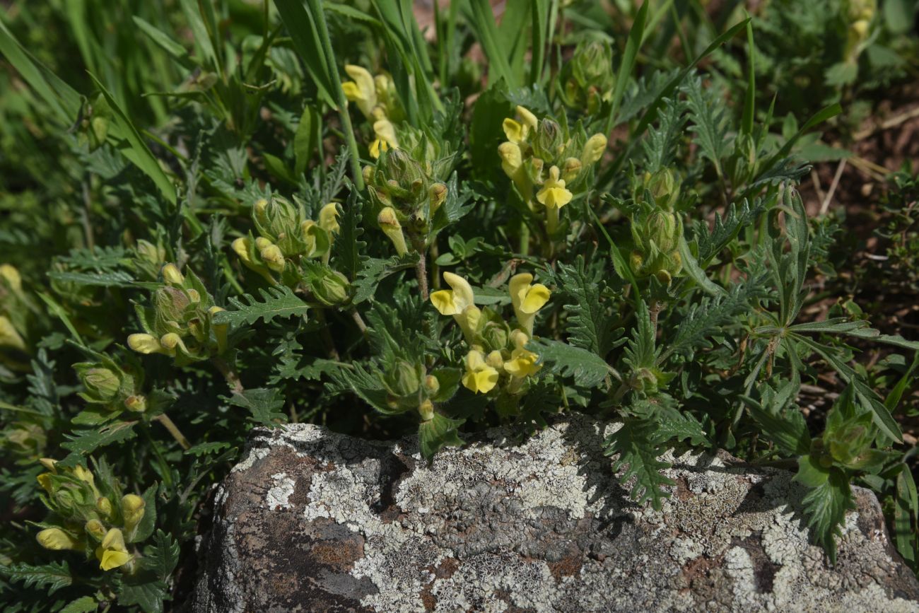 Image of genus Scutellaria specimen.