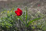 Tulipa suaveolens. Цветущее растение. Волгоградская обл., Палласовский р-н, оз. Эльтон, средняя надпойменная терраса у устья р. Хара, степь на солонцовой почве. 20.04.2013.