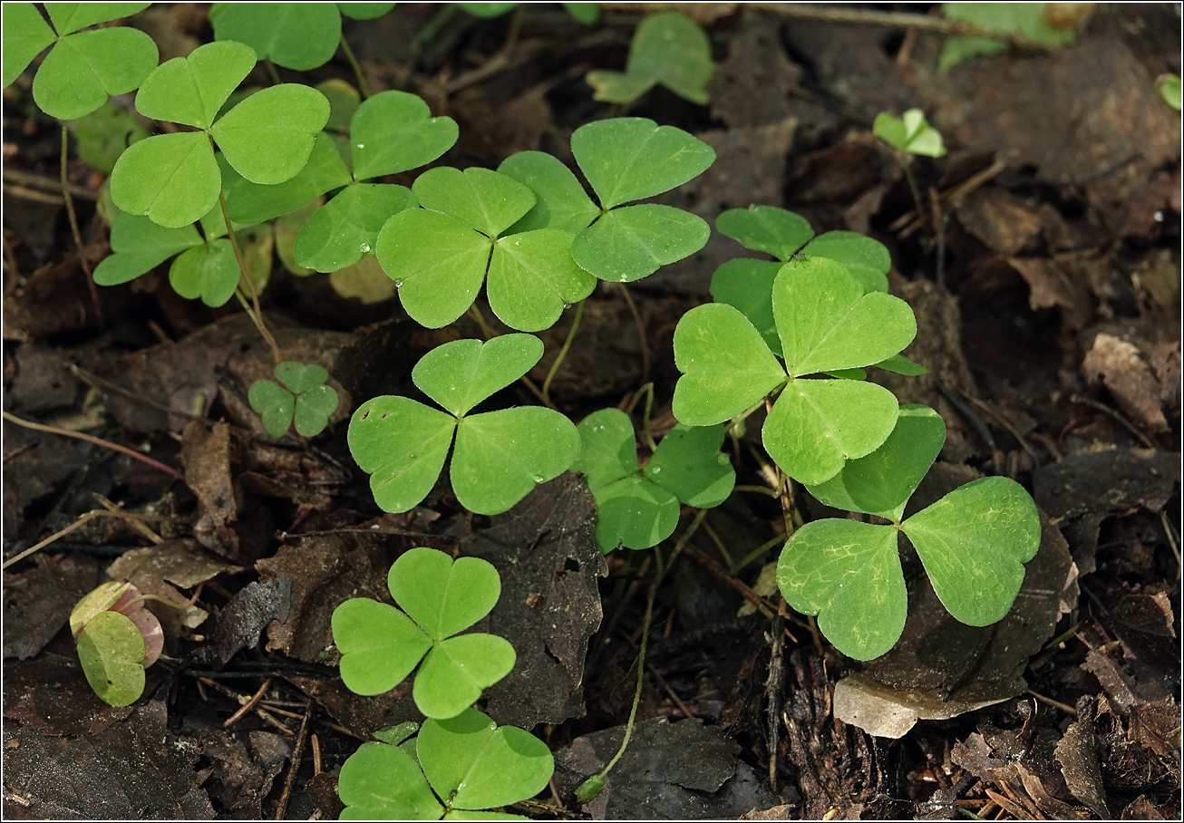 Image of Oxalis acetosella specimen.