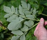 Archangelica officinalis
