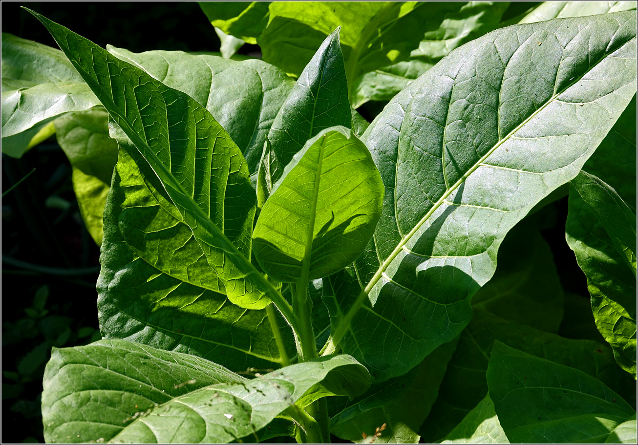 Изображение особи Nicotiana tabacum.