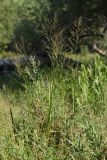 Sorghum halepense