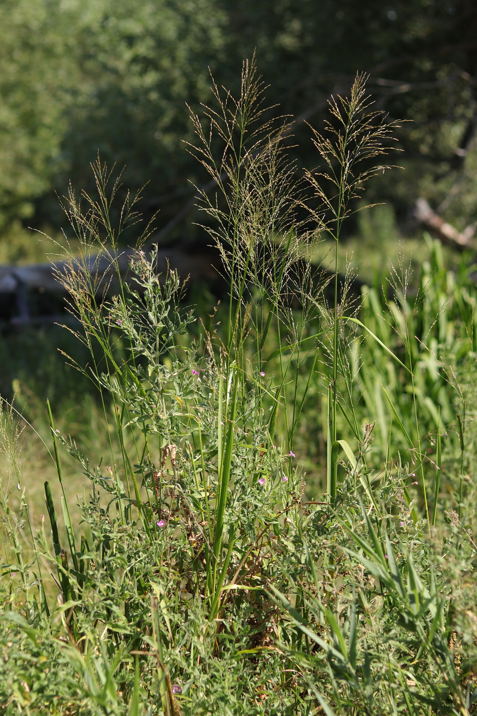 Image of Sorghum halepense specimen.
