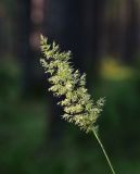 род Calamagrostis. Соцветие. Ярославская обл., Мышкинский р-н, окр. дер. Борок, сосновый лес. 13 июля 2025 г.
