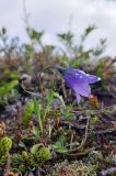 View full-size image genus Campanula