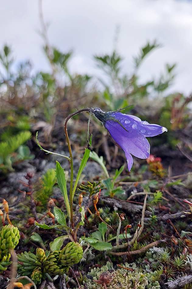Image of Campanula lasiocarpa specimen.
