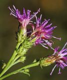 Saussurea odontolepis