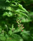 genus Ribes