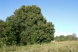 Tilia cordata