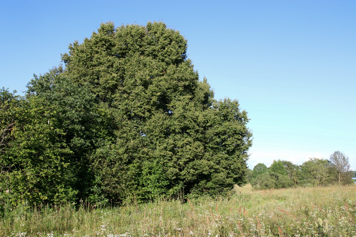 Изображение особи Tilia cordata.