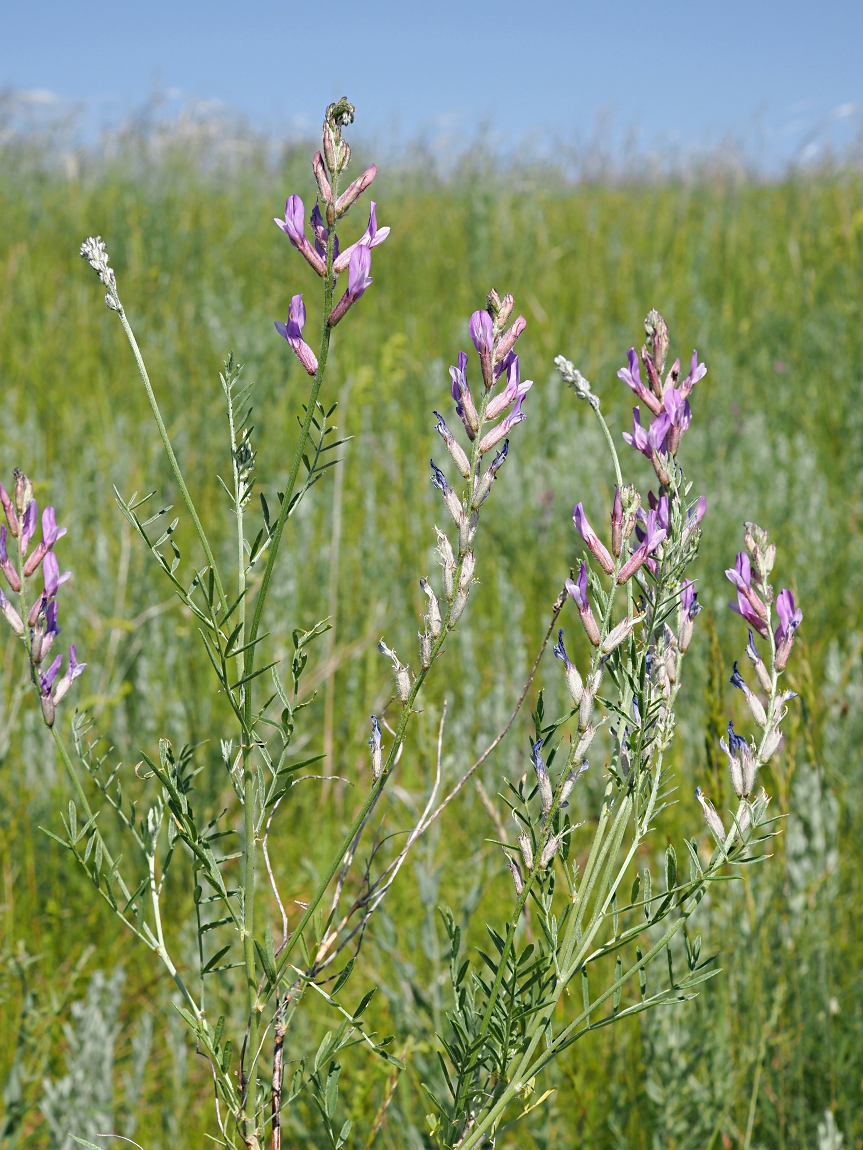 Изображение особи Astragalus varius.