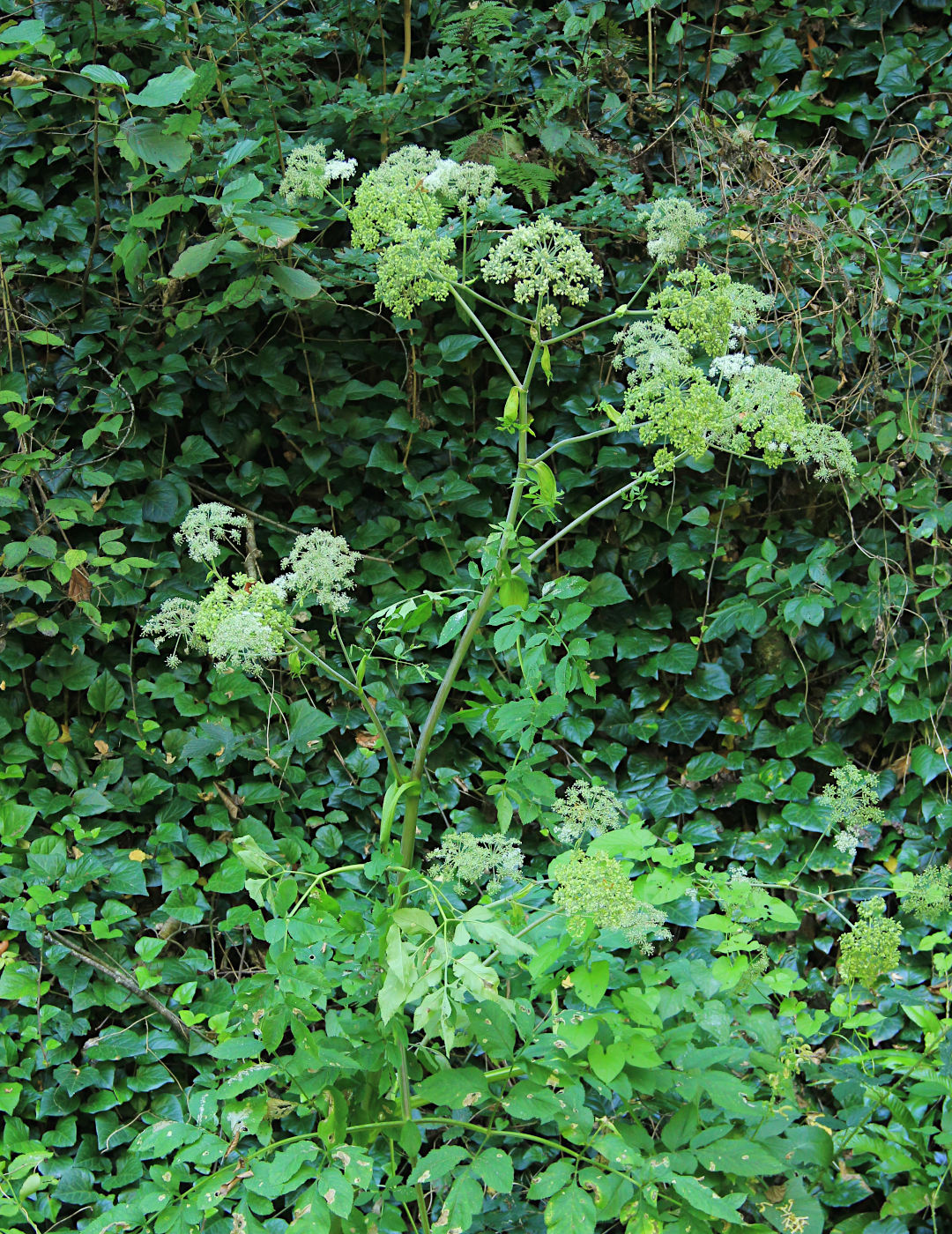 Изображение особи семейство Apiaceae.