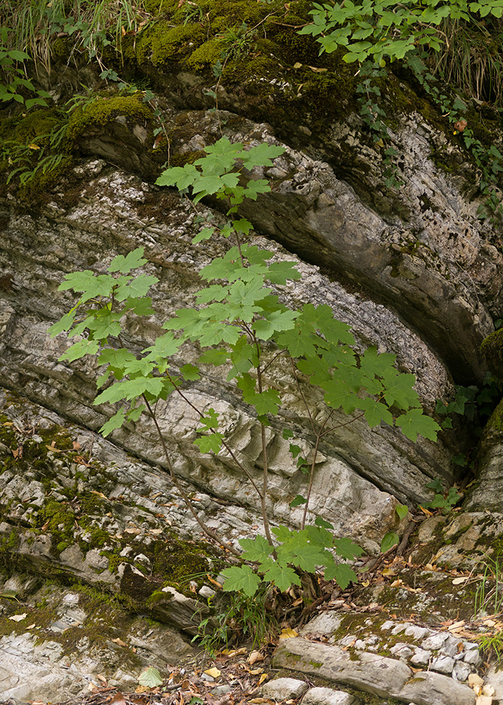 Изображение особи род Acer.