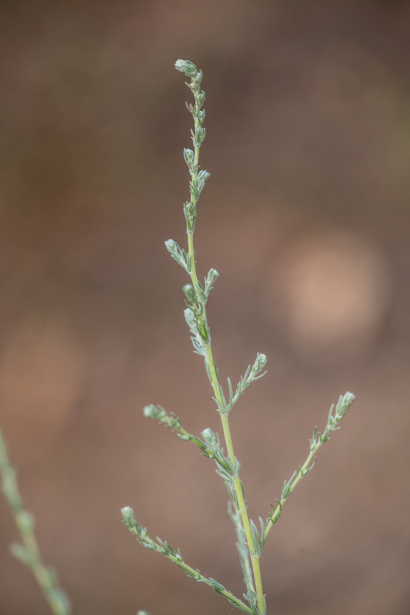 Изображение особи род Artemisia.