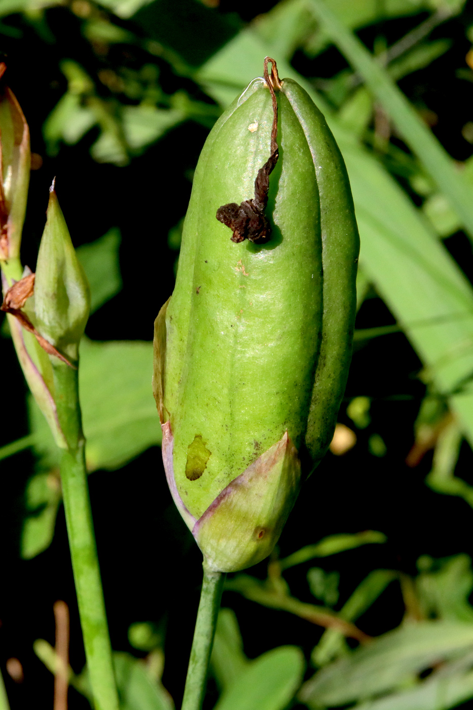 Изображение особи Iris aphylla.
