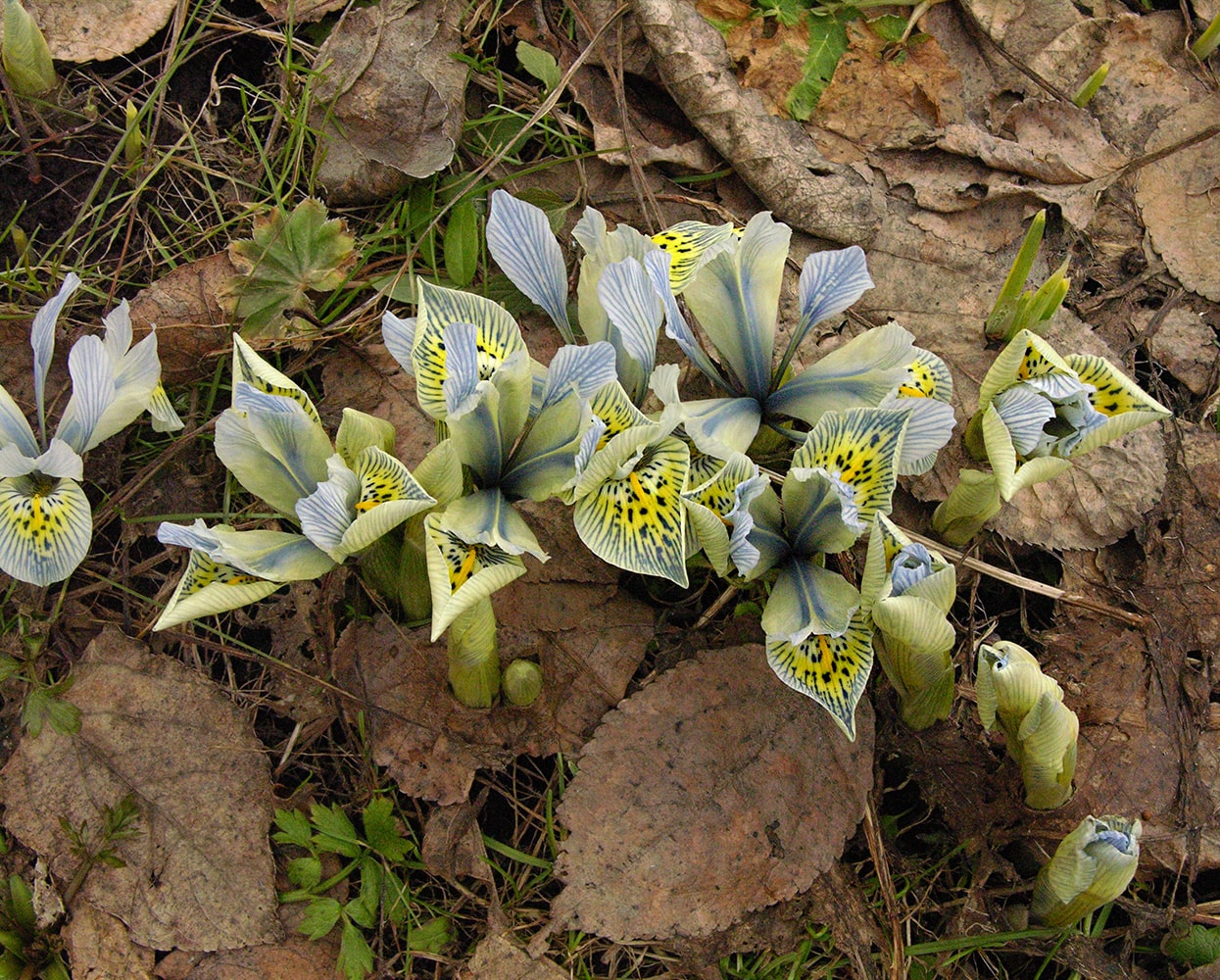 Image of Iridodictyum &times; catharinae specimen.