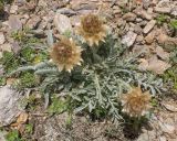 Psephellus caucasicus