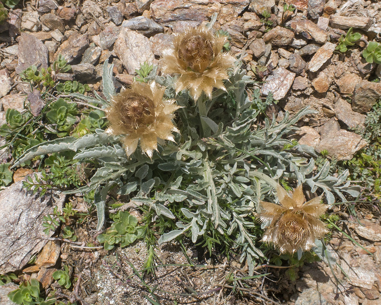 Изображение особи Psephellus caucasicus.