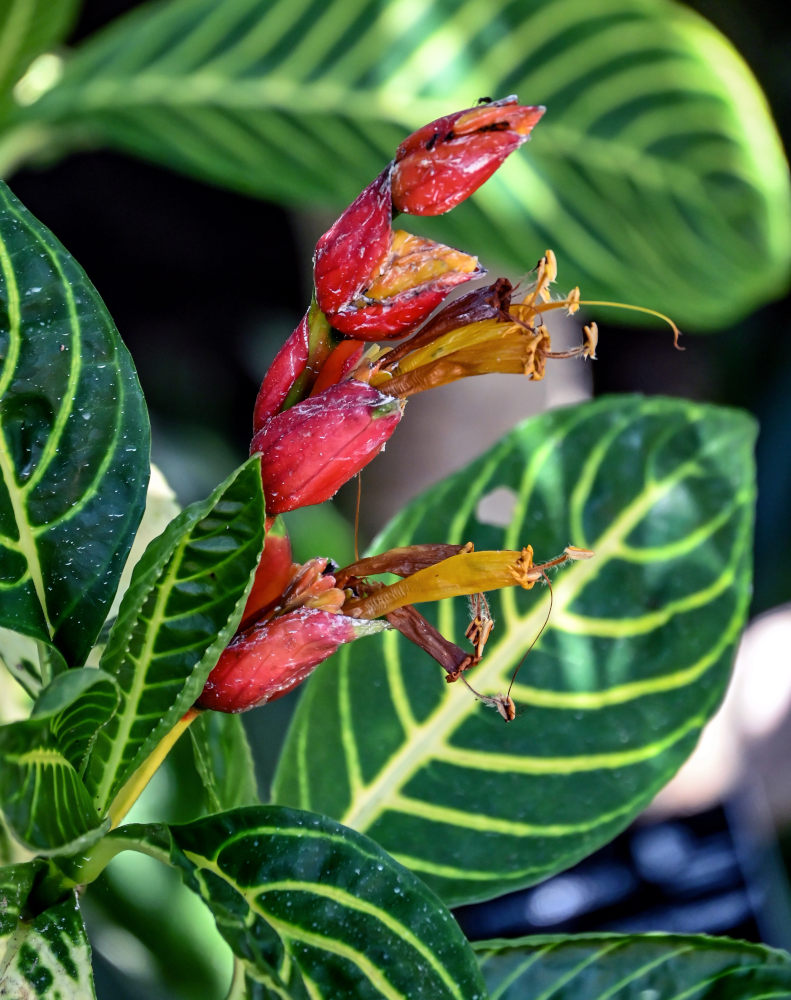 Изображение особи Sanchezia speciosa.