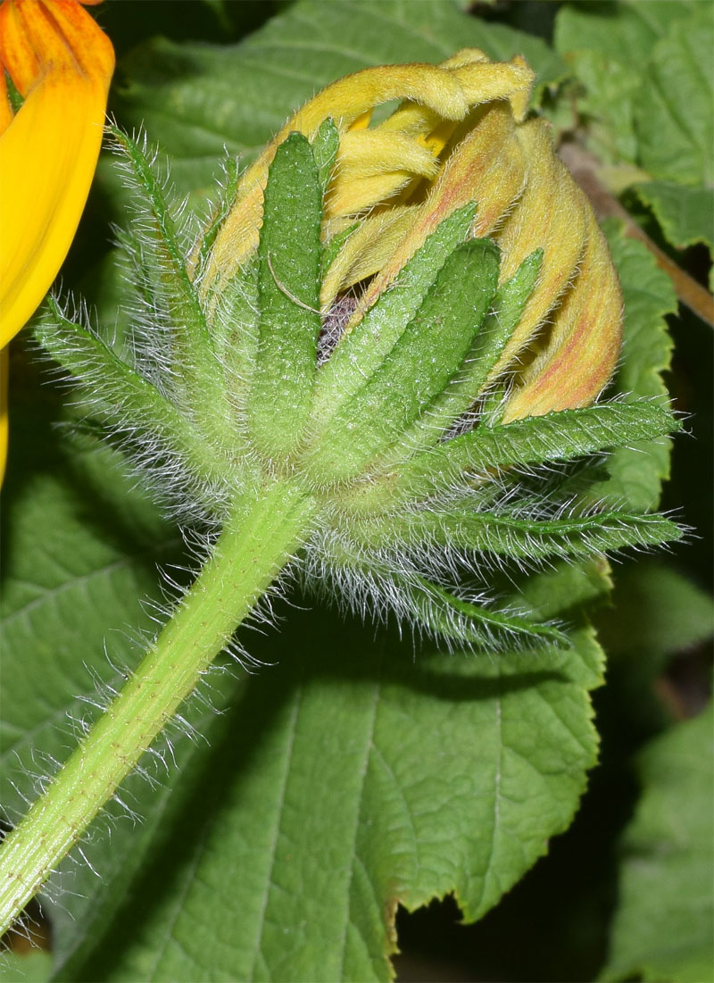 Изображение особи Rudbeckia hirta.