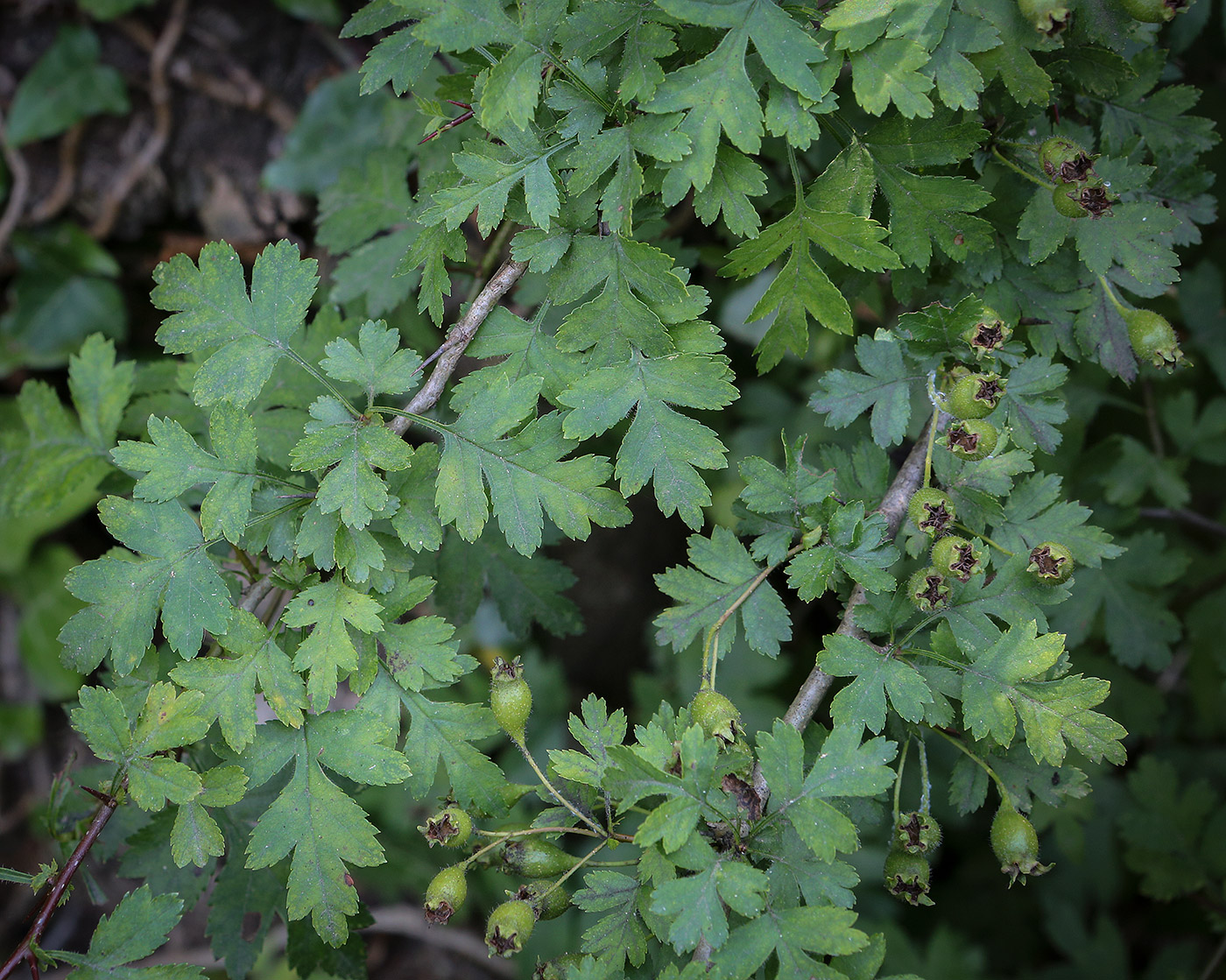 Image of Crataegus microphylla specimen.