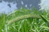 Hordeum leporinum. Соцветие. Дагестан, г. Махачкала, у дороги. 03.05.2025.
