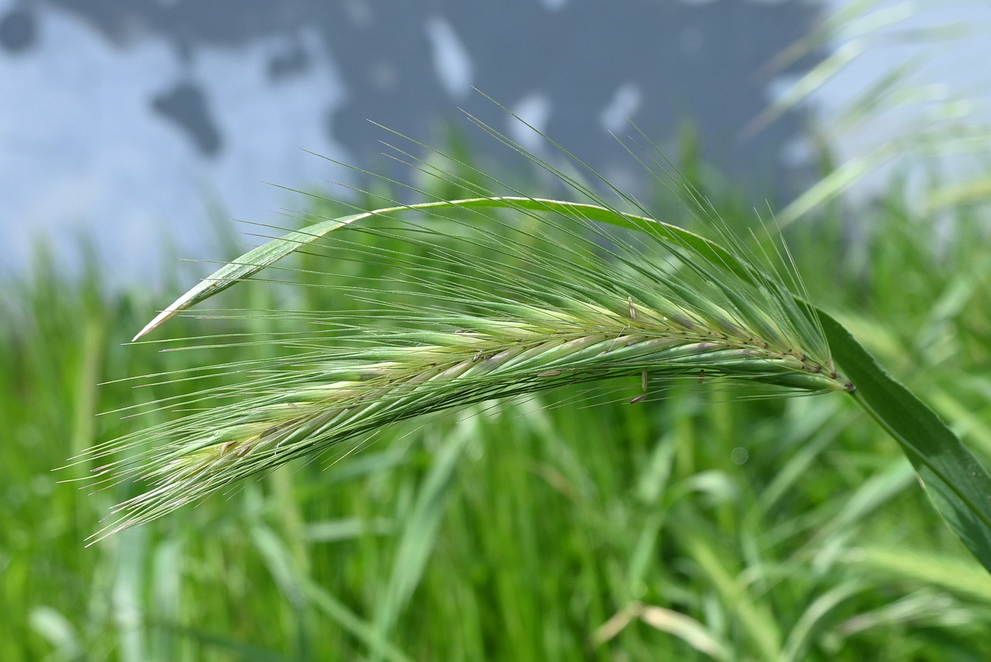 Изображение особи Hordeum leporinum.