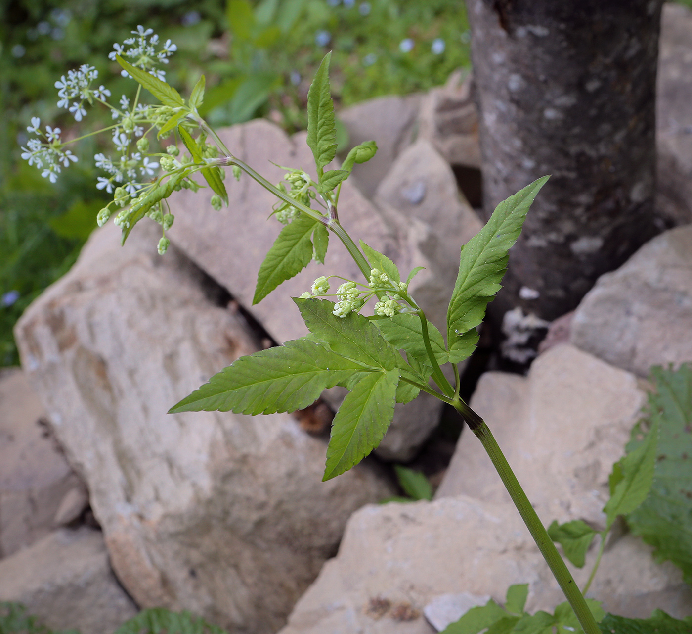 Image of familia Apiaceae specimen.