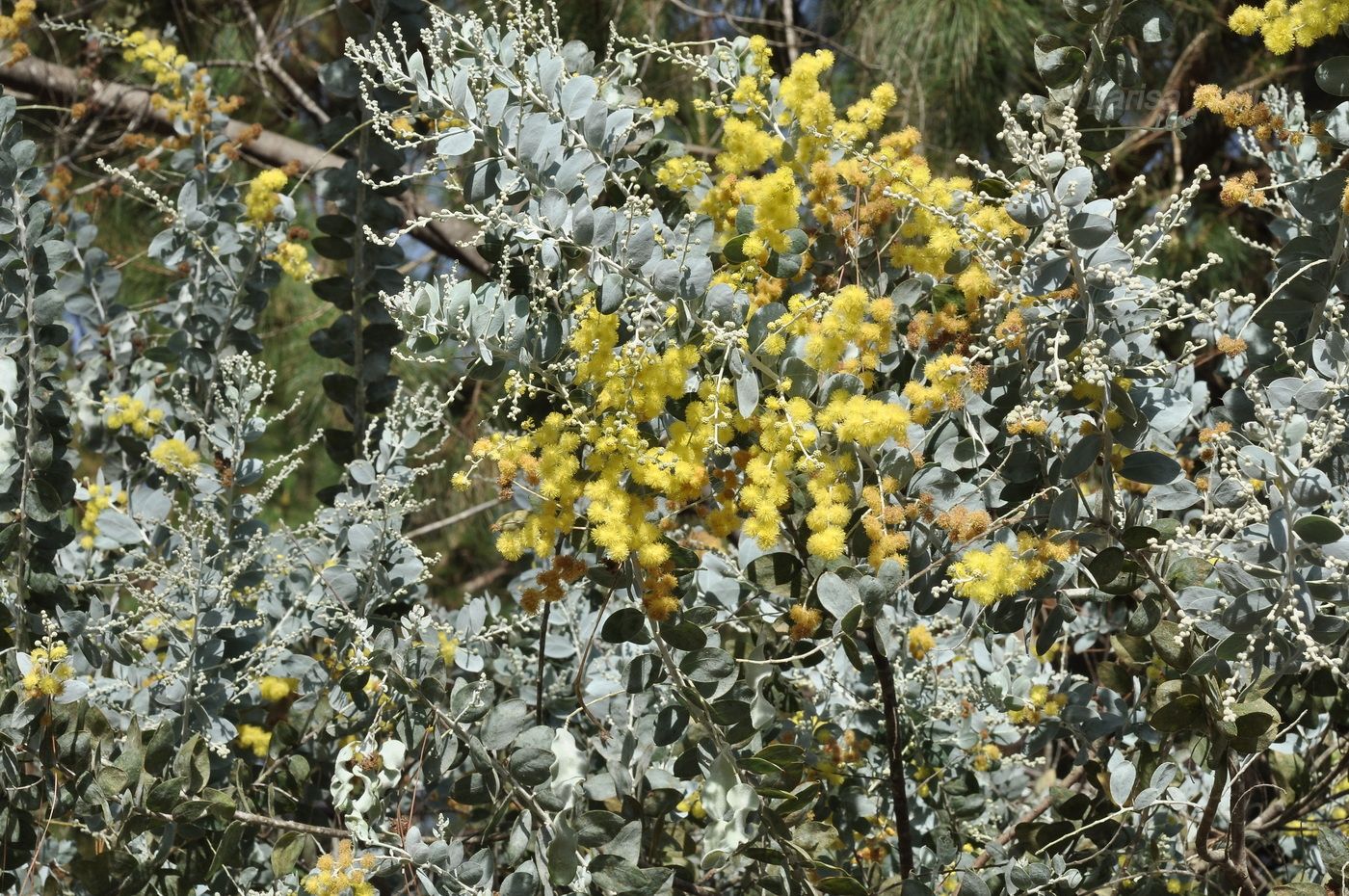 Image of Acacia podalyriifolia specimen.