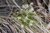 genus Carex. Цветущие растения и остатки прошлогодних листьев. Ставропольский край, Кисловодск, Курортный парк средний, травянистый склон вдоль тропы. 31.03.2026.