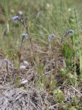 Myosotis micrantha. Цветущие растения. Крым, предгорье, окр. Белогорска, куэста Сары-Кая, степь. 18.04.2026.