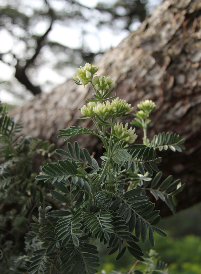 Image of Anthyllis barba-jovis specimen.