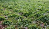 Viola hederacea. Покров цветущих растений. Израиль, Тель-Авивская агломерация, пос. Савьон, уличный газон. 04.02.2026.