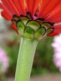 Zinnia elegans. Верхушка побега и часть соцветия (вид со стороны обёртки). Свердловская обл., окр. г. Североуральск, дачный участок. 08.08.2021.