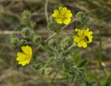 род Potentilla