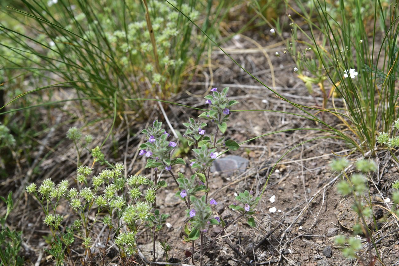Image of Ziziphora graveolens specimen.