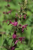 Stachys sylvatica