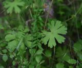 genus Geranium