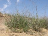 genus Artemisia. Вегетирующее растение с прошлогодними цветоносами. Астраханская обл., Наримановский р-н, окр. пос. Сайгачный, Пески Давсна, частично закреплённые пески. 10 мая 2026 г.