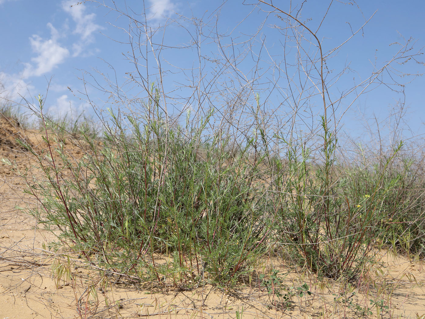 Image of genus Artemisia specimen.