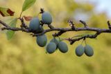 Prunus domestica. Часть ветви с незрелыми плодами. Беларусь, Брестская обл., Каменецкий р-н, дер. Бобинка, на территории агроусадьбы, в культуре. 30.06.2026.