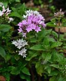 Pentas lanceolata. Верхушки побегов с соцветиями. Португалия, о-в Мадейра, г. Фуншал, в культуре. 09.06.2026.