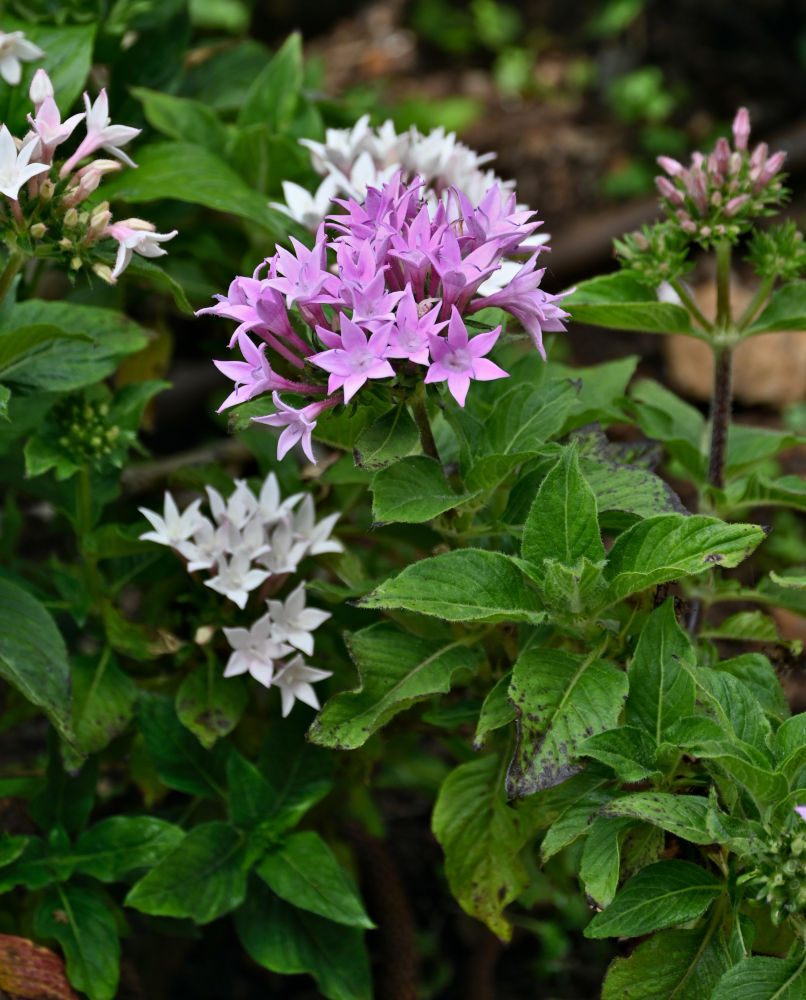 Изображение особи Pentas lanceolata.