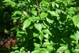 unknown species. Листья. Верхушка веточки. Турция, ил Артвин, окр. деревни Баглик, у ручья, заросли. 12 июня 2026 г.